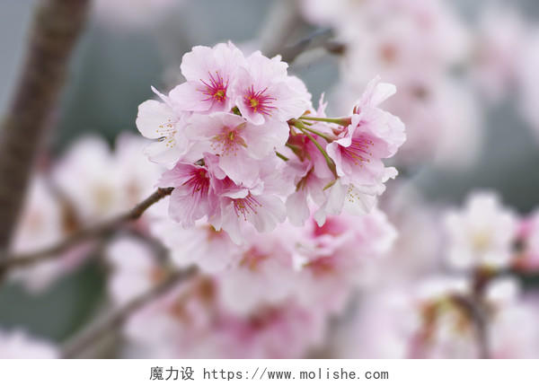 一组白色樱花的美丽的景色传统二十四节气24节气春分